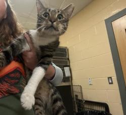 Shelter Stray Male Cat last seen NEWTON, 350 S Huntington Ave, Jamaica Plain, MA 02130, USA