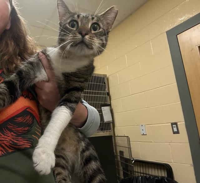 Shelter Stray Male Cat last seen NEWTON, 350 S Huntington Ave, Jamaica Plain, MA 02130, USA