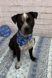 Shelter Stray Male Dog last seen Near BLOCK HARPER AVE, DETROIT, MI 48224, 7401 Chrysler Dr, Detroit, MI 48211, USA
