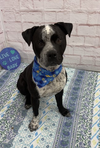 Shelter Stray Male Dog last seen Near BLOCK HARPER AVE, DETROIT, MI 48224, 7401 Chrysler Dr, Detroit, MI 48211, USA