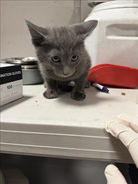 Shelter Stray Female Cat last seen , West Valley Animal Shelter, 20655 Plummer St, Chatsworth, CA 91311, USA