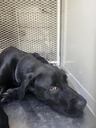 Shelter Stray Male Dog last seen Near BLOCK MC CRAY ST, BAKERSFIELD CA 93308, 3951 Fruitvale Ave, Bakersfield, CA 93308, USA