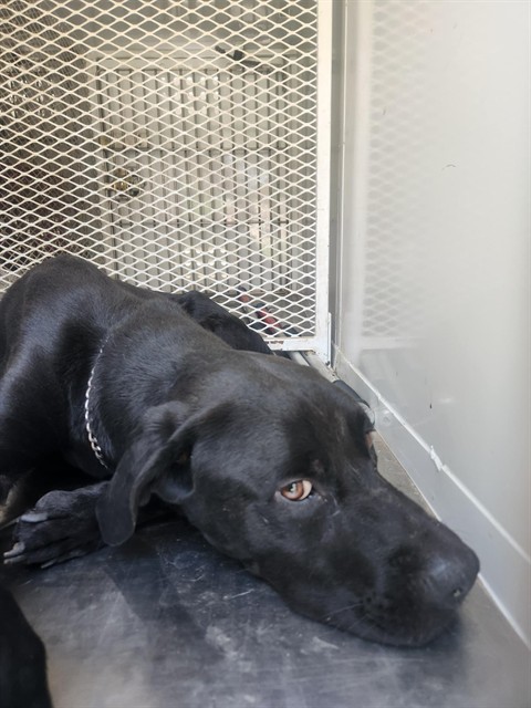Shelter Stray Male Dog last seen Near BLOCK MC CRAY ST, BAKERSFIELD CA 93308, 3951 Fruitvale Ave, Bakersfield, CA 93308, USA