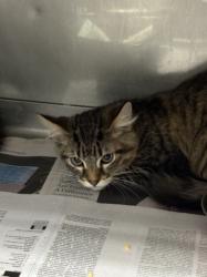 Shelter Stray Male Cat last seen , West Valley Animal Shelter, 20655 Plummer St, Chatsworth, CA 91311, USA