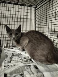 Shelter Stray Female Cat last seen , West Valley Animal Shelter, 20655 Plummer St, Chatsworth, CA 91311, USA