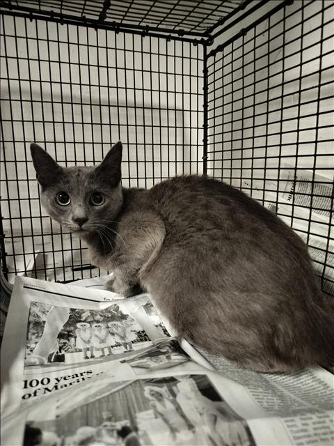 Shelter Stray Female Cat last seen , West Valley Animal Shelter, 20655 Plummer St, Chatsworth, CA 91311, USA
