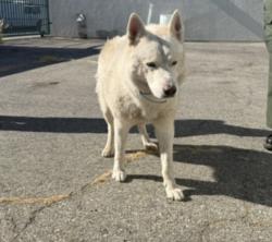Shelter Stray Male Dog last seen , West Valley Animal Shelter, 20655 Plummer St, Chatsworth, CA 91311, USA