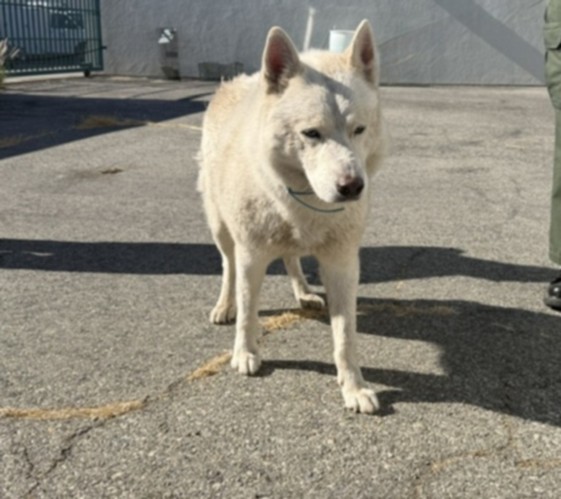 Shelter Stray Male Dog last seen , West Valley Animal Shelter, 20655 Plummer St, Chatsworth, CA 91311, USA
