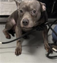Shelter Stray Male Dog last seen , West Valley Animal Shelter, 20655 Plummer St, Chatsworth, CA 91311, USA