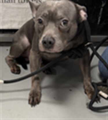 Shelter Stray Male Dog last seen , West Valley Animal Shelter, 20655 Plummer St, Chatsworth, CA 91311, USA