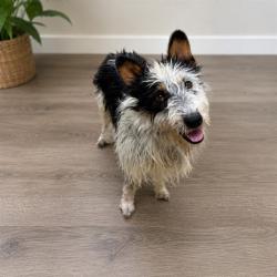 Shelter Stray Male Dog last seen , 38550 Sierra Hwy, Palmdale, CA 93550, USA