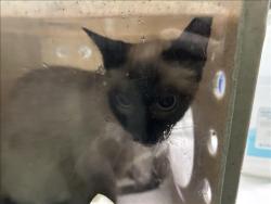 Shelter Stray Female Cat last seen , 1850 W 60th St, Los Angeles, CA 90047, USA