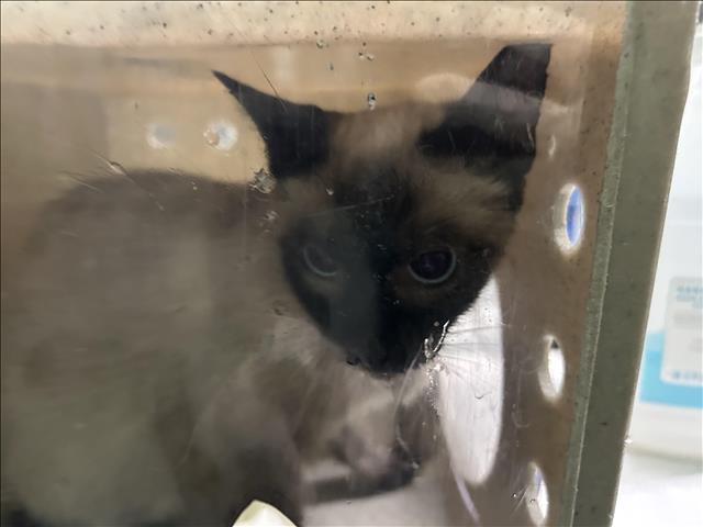 Shelter Stray Female Cat last seen , 1850 W 60th St, Los Angeles, CA 90047, USA