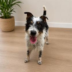 Shelter Stray Male Dog last seen , 38550 Sierra Hwy, Palmdale, CA 93550, USA