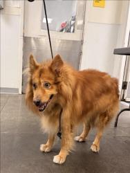 Shelter Stray Male Dog last seen , 1850 W 60th St, Los Angeles, CA 90047, USA