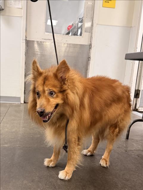 Shelter Stray Male Dog last seen , 1850 W 60th St, Los Angeles, CA 90047, USA