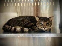 Shelter Stray Male Cat last seen , 2769 Conroy Rd, Orlando, FL 32839, USA