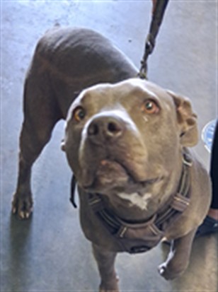 Shelter Stray Female Dog last seen , 1850 W 60th St, Los Angeles, CA 90047, USA