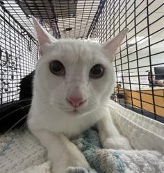 Shelter Stray Male Cat last seen , 957 N Gaffey St, San Pedro, CA 90731, USA