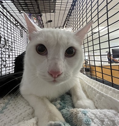 Shelter Stray Male Cat last seen , 957 N Gaffey St, San Pedro, CA 90731, USA