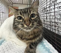Shelter Stray Male Cat last seen , 957 N Gaffey St, San Pedro, CA 90731, USA