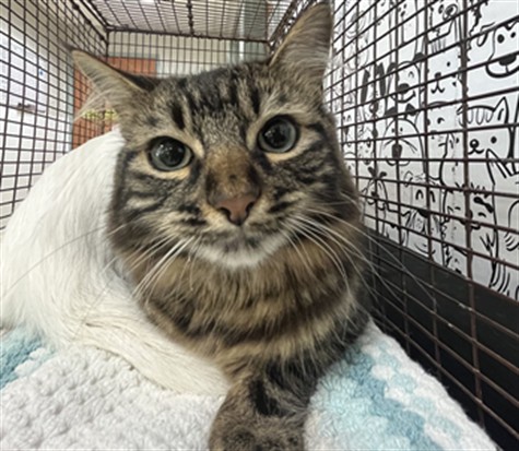 Shelter Stray Male Cat last seen , 957 N Gaffey St, San Pedro, CA 90731, USA