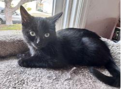 Shelter Stray Female Cat last seen , 957 N Gaffey St, San Pedro, CA 90731, USA