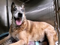 Shelter Stray Male Dog last seen , 14409 Vanowen St, Van Nuys, CA 91405, USA