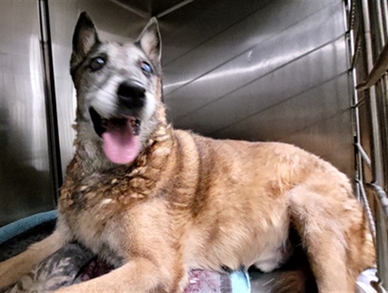 Shelter Stray Male Dog last seen , 14409 Vanowen St, Van Nuys, CA 91405, USA