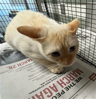 Shelter Stray Male Cat last seen , 14409 Vanowen St, Van Nuys, CA 91405, USA
