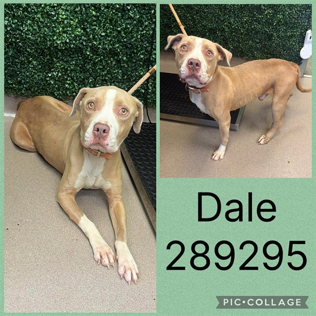 Shelter Stray Male Dog last seen PAMELA CT, 4214 Fulton Mill Rd, Macon, GA 31216, USA
