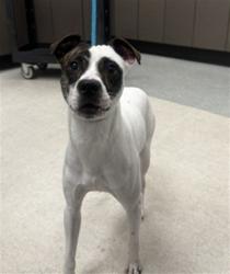 Shelter Stray Male Dog last seen , 14409 Vanowen St, Van Nuys, CA 91405, USA