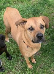 Lost Male Dog last seen Storm Hill Rd, Johnsonville, NY 12094