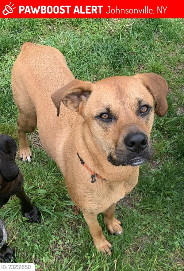 Lost Male Dog last seen Storm Hill Rd, Johnsonville, NY 12094
