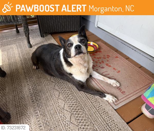 Found/Stray Male Dog last seen NC 18 South and Laurel Haven Ave, Morganton, NC 28655