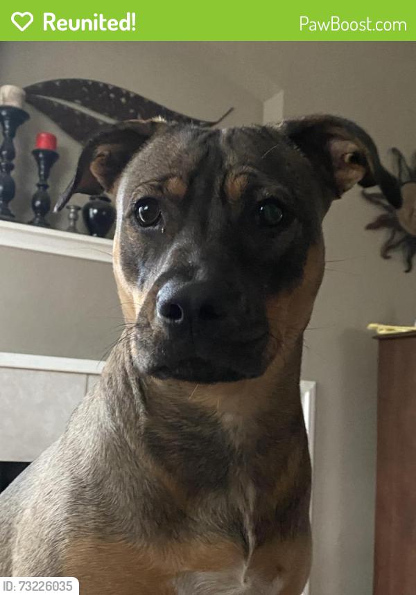 Reunited Female Dog last seen Near Shallow Lake Ln, Houston, TX 77095, USA, Houston, TX 77095