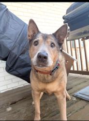 Reunited Male Dog last seen Holly hills and jenkins, Chattanooga, TN 37421