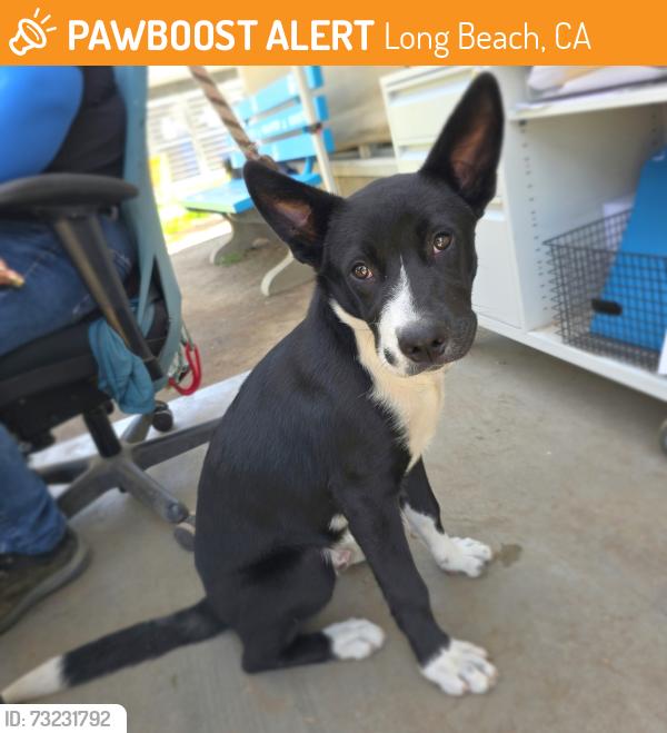 Found/Stray Male Dog last seen Near E Cambridge St, Long Beach, CA 90805, Long Beach, CA 90805