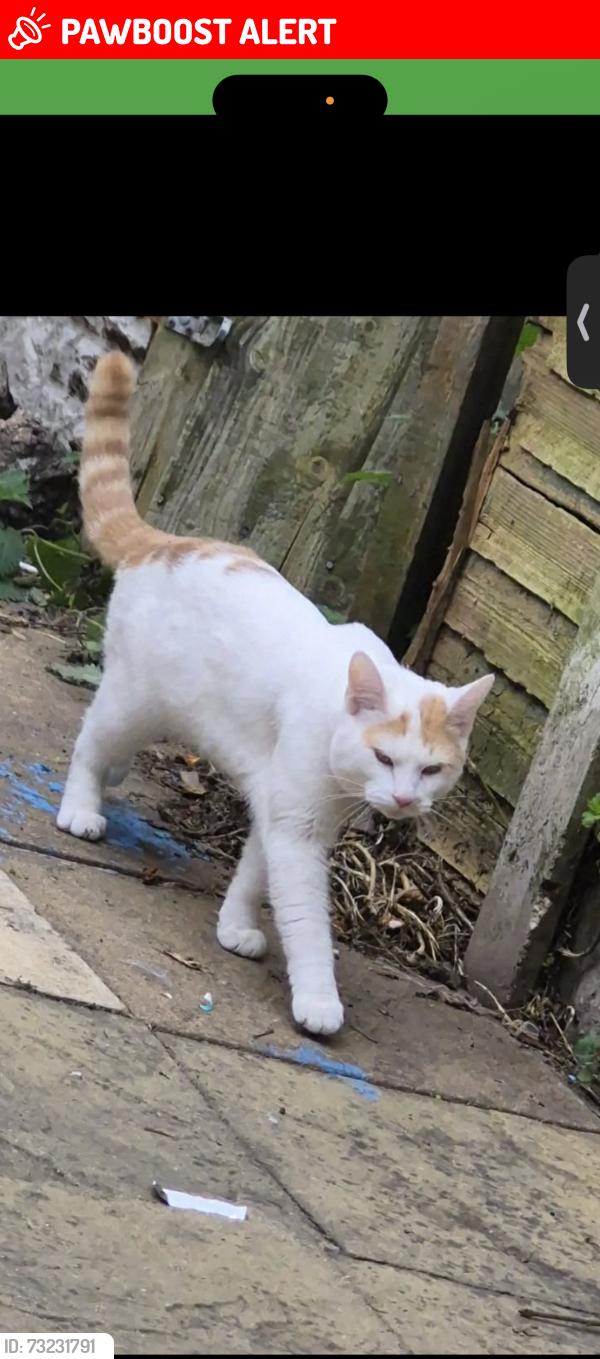 Lost Male Cat last seen Garden, West Midlands, England B33 0XJ