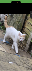 Lost Male Cat last seen Garden, West Midlands, England B33 0XJ