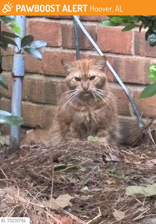 Found/Stray Unknown Cat last seen Near Building, Hoover, AL 35244