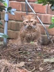 Found/Stray Unknown Cat last seen Near Building, Hoover, AL 35244