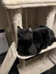 Lost Male Cat last seen Weatherhill s, Carrboro, NC 27510