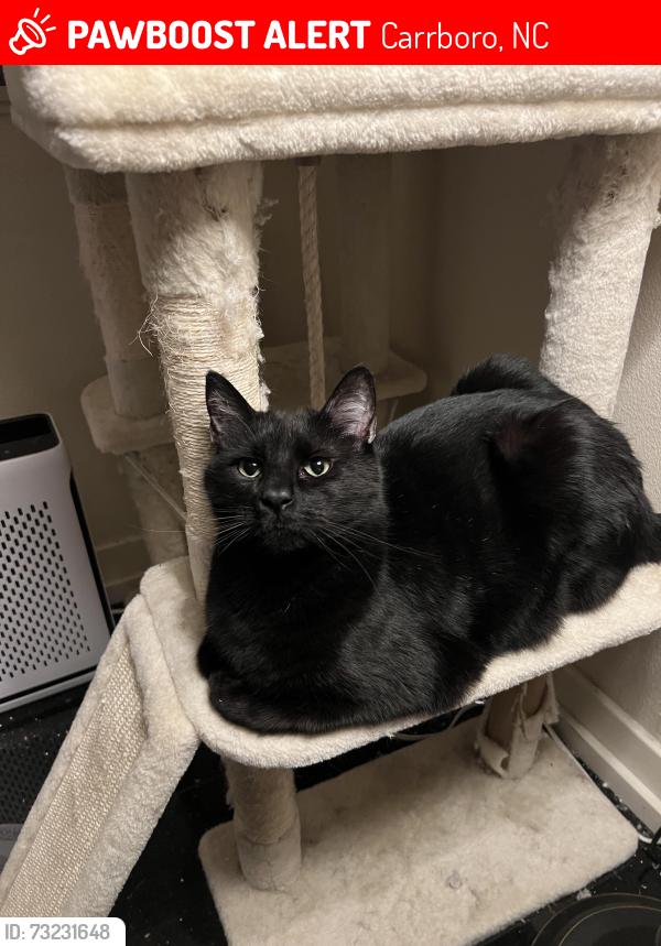 Lost Male Cat last seen Weatherhill s, Carrboro, NC 27510