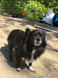 Reunited Female Dog last seen Devon Storage, Portland, OR 97217