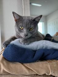 Lost Male Cat last seen Nelson Hall, N 31st Apt 110, Fort Smith, AR 72904