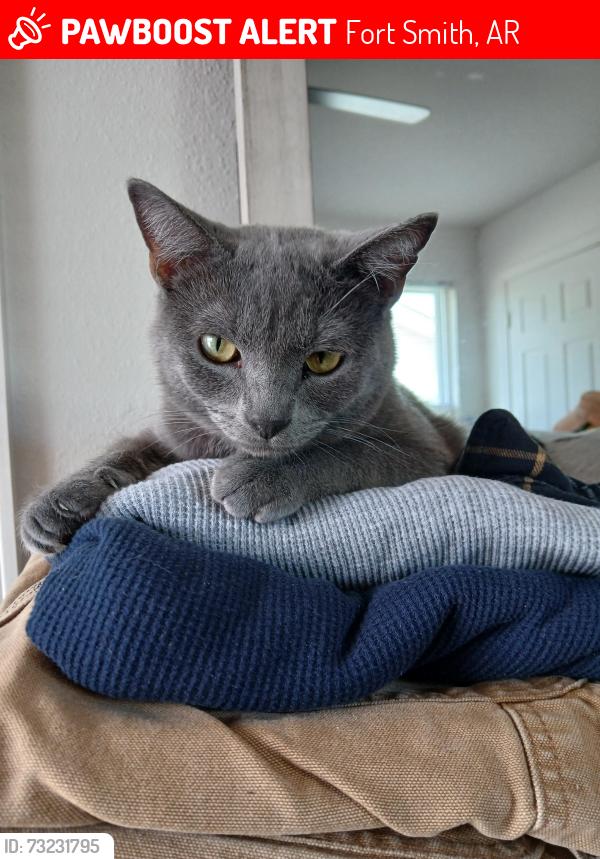 Lost Male Cat last seen Nelson Hall, N 31st Apt 110, Fort Smith, AR 72904