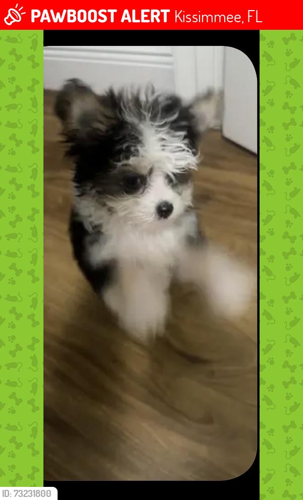 Lost Male Dog last seen Simile St, Kissimmee, FL 34746
