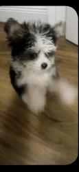 Lost Male Dog last seen Simile St, Kissimmee, FL 34746