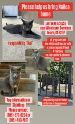 Lost Female Cat last seen Winchester canyon Goleta ca, Goleta, CA 93117
